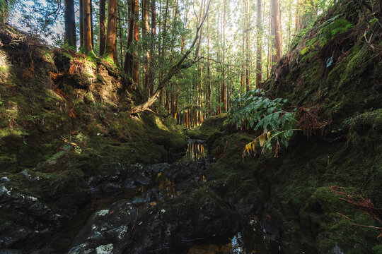 Os bosques
