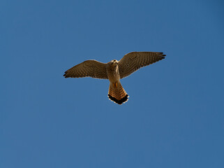 Obraz premium Turmfalke, Falco tinnunculus