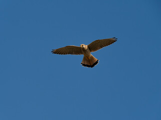 Obraz premium Turmfalke, Falco tinnunculus