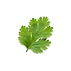 Fresh coriander leaf  | Herbs and Green Leaves Isolated on Transparent Background PNG 