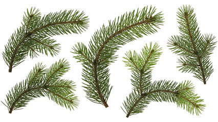 Obraz premium Pine-Branches-Coniferous-Evergreen-Green-Botanical-Isolated-Close-up.png
