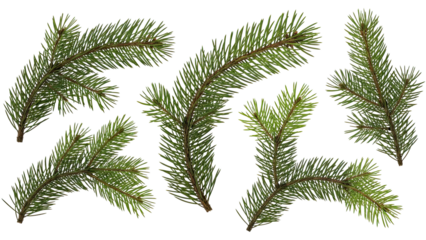 Pine-Branches-Coniferous-Evergreen-Green-Botanical-Isolated-Close-up.png