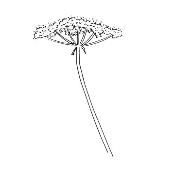 Wild Umbel Flower Line Art Botanical Illustration Isolated