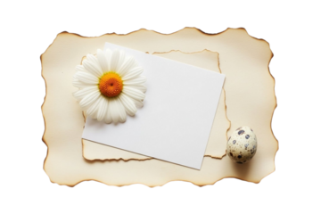 Beautiful daisy flower and speckled quail egg on a blank vintage card, perfect for spring greetings or an easter invitation isolated on transparent background