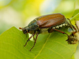 Fototapeta premium Maikäfer, Feldmaikäfer, Melolontha melolontha, Gemeiner Maikäfer