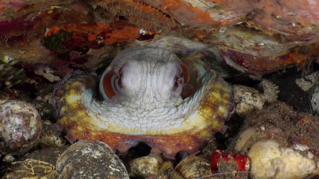 Big blue octopus resting and breathing in coral reef den