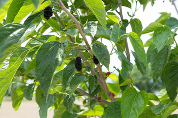 Ripe black mulberries hanging from a branch of a mulberry tree, ready for harvesting and providing natural, sweet, and healthy organic fruit from nature