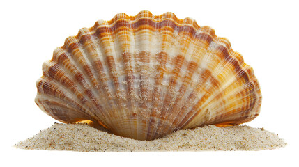 Obraz premium Mustard seashell isolated on white background