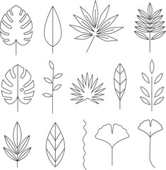 Fototapeta premium A collection of 12 unique leaf illustrations isolated on transparent background