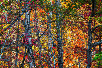 Trees in the Smoky Mountains during fall season