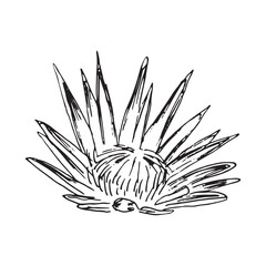 Protea Flower Line Art Botanical Illustration Exotic