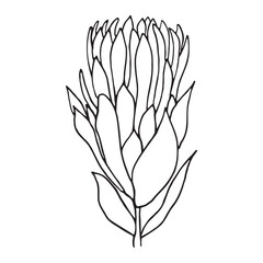 Protea Flower Bud Line Art Botanical Illustration