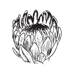Protea Flower Head Line Art Botanical Illustration