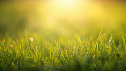 Green grass illuminated by sunlight, with soft golden hues creating a warm, tranquil setting in nature.