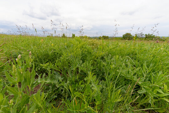 Tataren-Meerkohl, Tatarische&nbsp;Meerkohl, Crambe tataria, T&aacute;torj&aacute;n-Meerkohl, Tatarenkohl