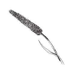 Wild Grass Seed Head Line Art Botanical Illustration
