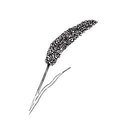 Grass Spike Line Art Botanical Illustration Minimal