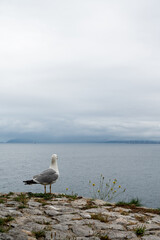A seagull stands on a rocky shoreline overlooking the ocean. The sky is cloudy and the water is calm