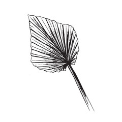 Botanical Fan Leaf Line Art Illustration Minimal