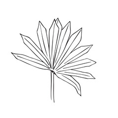 Fan Shaped Leaf Line Art Botanical Illustration
