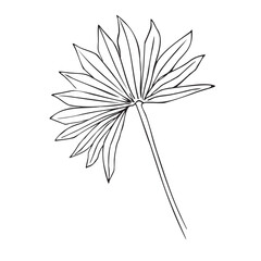 Botanical Fan Leaf Line Art Illustration Minimal