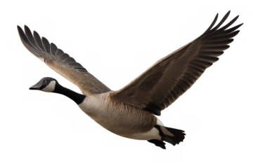 Canada goose flying with wings spread, symbolizing freedom, migration, and wildlife on transparent background
