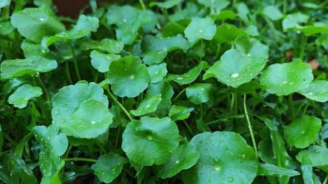 Green gotu kola in the garden