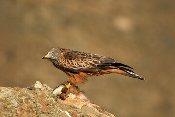 milano real se alimenta en el campo