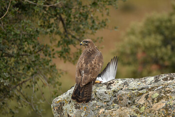 aguila ratonero con presa