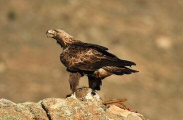 Fototapeta premium fotografias de aguila real en la sierra abulense