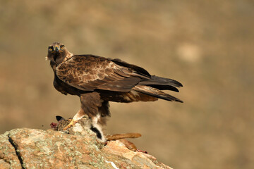 Fototapeta premium fotografias de aguila real en la sierra abulense