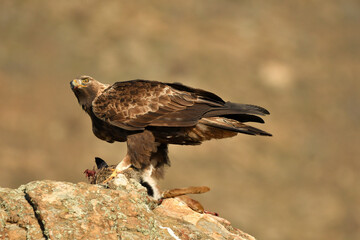 fotografias de aguila real en la sierra abulense