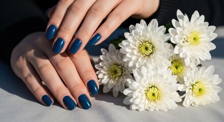 Fototapeta premium Woman's hands with deep navy nails, resting on white chrysanthemums
