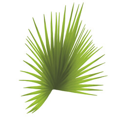 Palm Fan Leaf Illustration Tropical Botanical Painting