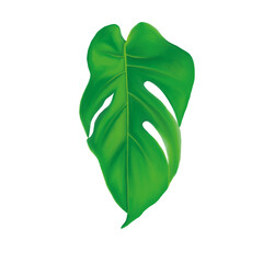 Monstera Leaf Botanical Illustration Tropical Green Plant