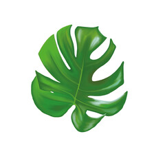 Tropical Monstera Leaf Illustration Modern Botanical Art
