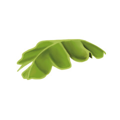 Tropical Banana Leaf Illustration Botanical Painting