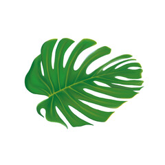 Monstera Leaf Illustration Tropical Botanical Painting