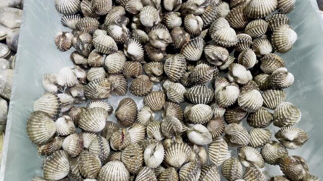 Fresh cockle shells in seafood market