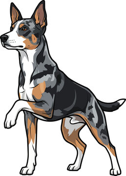 Koolie dog standing alert pointing with paw raised 