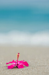 波打ち際とハイビスカス