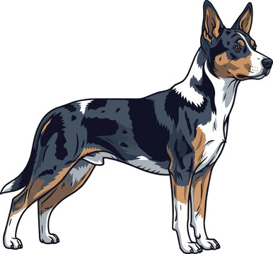 Koolie dog standing side profile view looking away