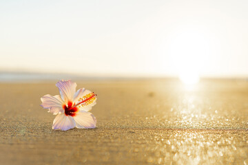 波打ち際とハイビスカス