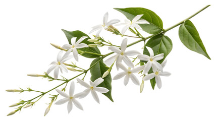 Obraz premium Jasmine Flower Sprig with White Blossoms and Green Leaves – Transparent PNG