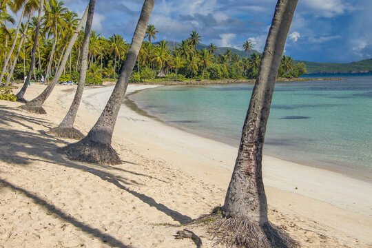 Palm trees on the Playa del Aserradero. Las Galeras, Dominican Republic