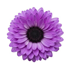 Vibrant purple flower in full bloom