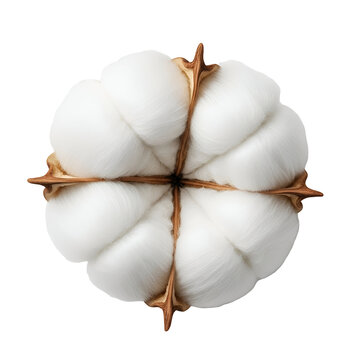 Cotton boll isolated on white background