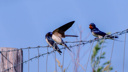 young swallow getting feeded by parent