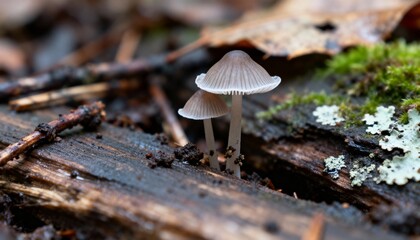 Mushroom growing on wet rotten wood in forest with moss and lichen