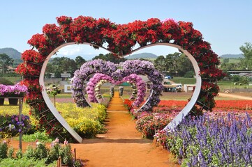 flowers in the garden